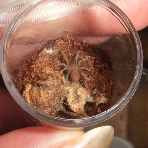 Brachypelma smithi - Nevado