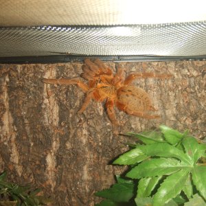 OBT - Zera