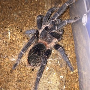 LP freshly molted