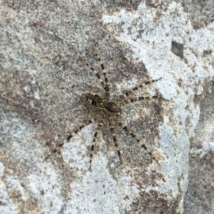 Dolomedes sp. spiderling