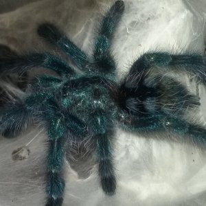 A. Versicolor (Tink)