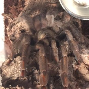 Margaret my P. cambridgei