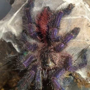 A. Diversipes (Tooaz)