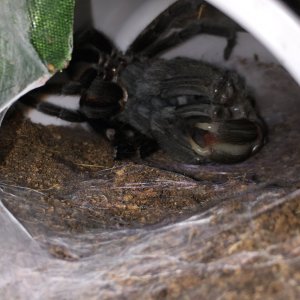 G pulchra mid molt