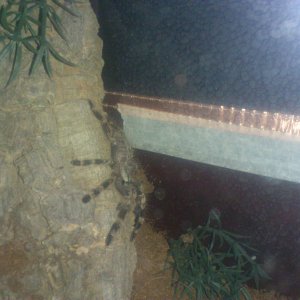 C Lee........ P smithi