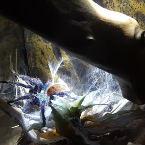 Shelob - C. cyaneopubescens