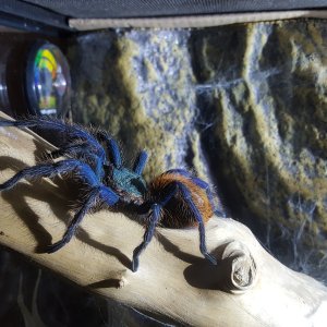 Shelob - C. cyaneopubescens