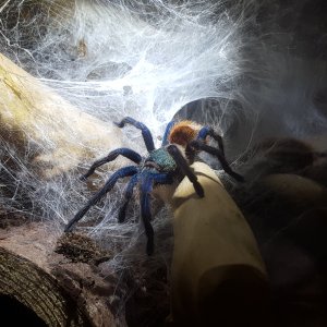 Shelob - C. cyaneopubescens