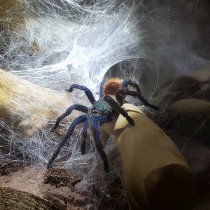 Shelob - C. cyaneopubescens