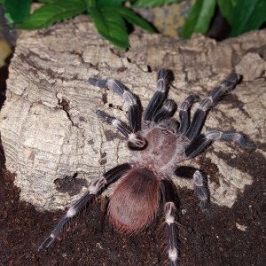 Skreech - N. chromatus