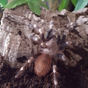 Skreech - N. chromatus