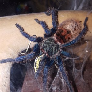 Shelob - C. cyaneopubescens