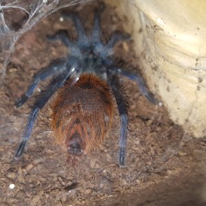 Shelob - C. cyaneopubescens