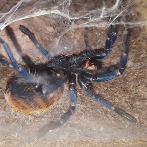 Shelob - C. cyaneopubescens