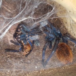 Shelob - C. cyaneopubescens