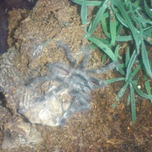 Matara..Poecilotheria subfusca sp Lowland Barra