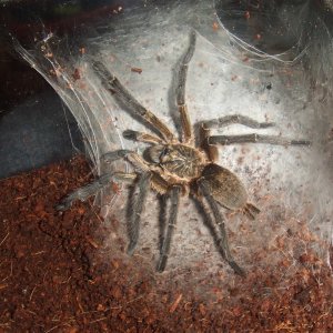 Harpactira pulchripes - Zulu