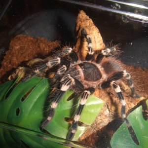 Acanthoscurria geniculata - Rio