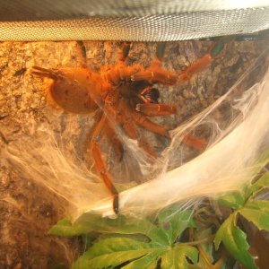 Pterinochilus murinus Usambara - Zera