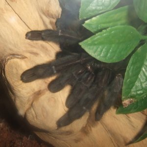 Lampropelma sp. Borneo Black - Sable