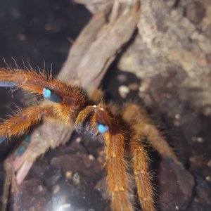 Diablo - P. Murinus