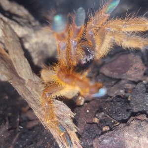 Diablo - P. Murinus