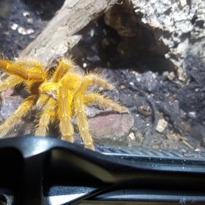 Diablo - P. Murinus