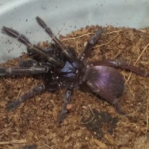 Thrigmopoeus psychedelicus  (Indian Rainbow/LSD Tarantula)