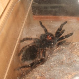 Brachypelma albopilosum - Coco