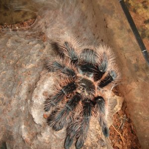 Brachypelma albopilosum - Coco