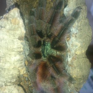 Cascade....Avicularia Versicolor