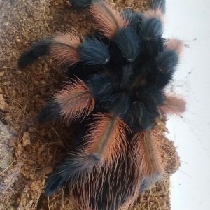 Caprice - Brachypelma emilia