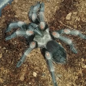 Brachypelma auratum  (flame knee)