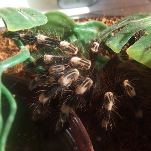 Acanthoscurria geniculata - Rio