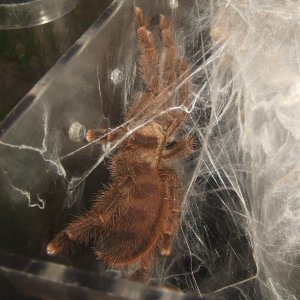 Avicularia laeta  -  Frio