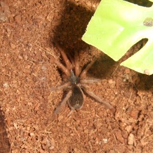 Neostenotarsus sp Guyana - Arawak