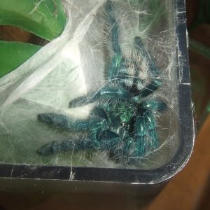 Avicularia versicolor - Jazz