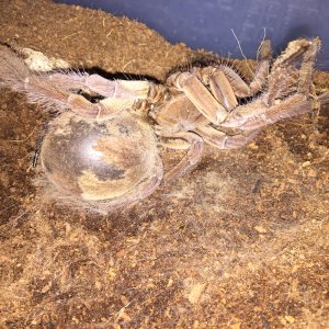 T stirmi female " Creeper" ready to molt