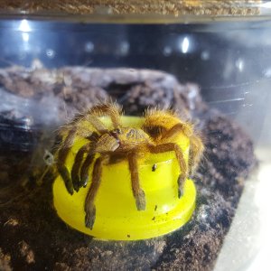 Gratis - P. Murinus