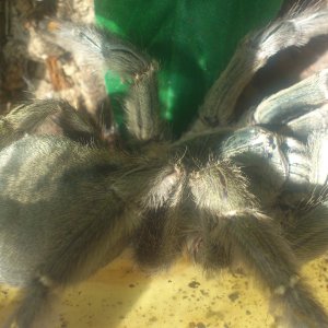 Toco..............Psalmopoeus cambridgei