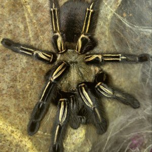 E. murinus pairing