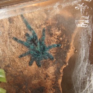 Avicularia versicolor - Jazz