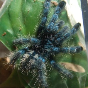 Avicularia versicolor - Jazz