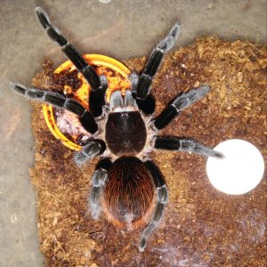 B.vagans female - large