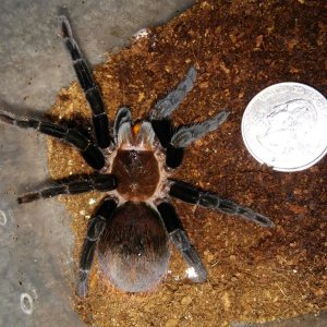 B.vagans female - medium