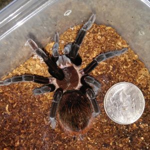 B.vagans female - small