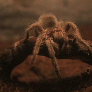 Grammostola porteri