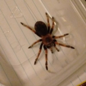 Brachypelma smithi