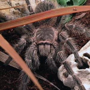 Lasiodora parahybana "Phobia"