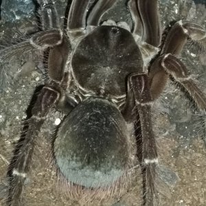 "Zilla". T. Stirmi (male)